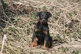 BEAUCERON - PUPPIES 415